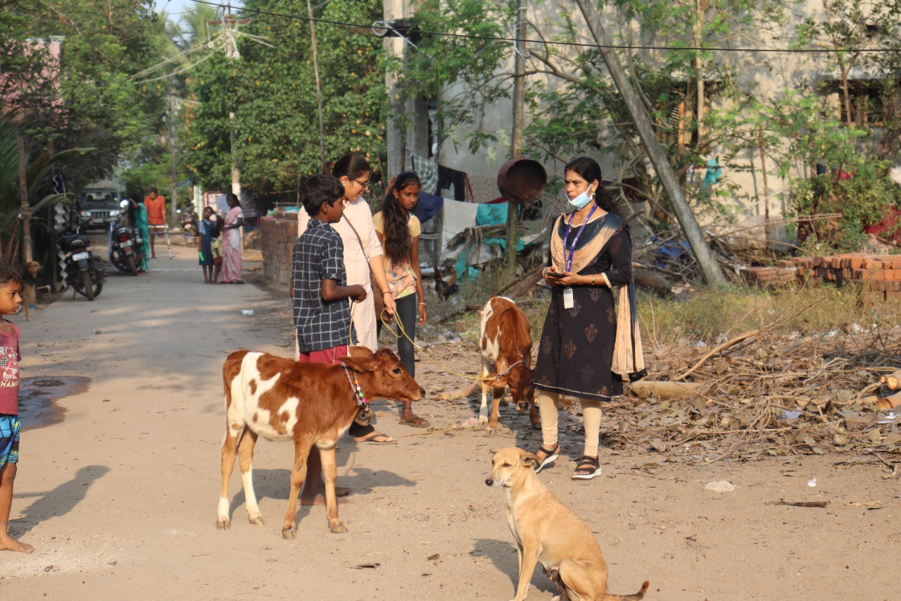 Sharana – Sharana organises Cattle Health and Awareness Camp in  Angalakuppam in collaboration with the Tamil Nadu Government Animal  Husbandry Department